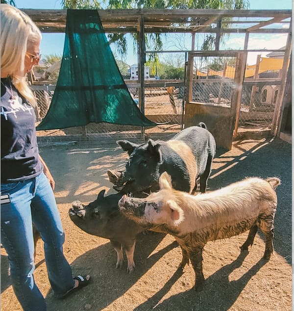 Better Piggie Rescue Gets Some LAVIDGE Love